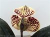 Paphiopedilum godefroyae 